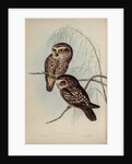 Spotted owl by Henry Constantine Richter; Hullmandel & Walton