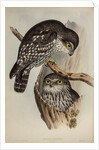 Winking owl by Henry Constantine Richter; Charles Joseph Hullmandel