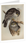 Winking owl by Henry Constantine Richter; Charles Joseph Hullmandel