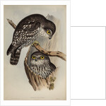 Winking owl by Henry Constantine Richter; Charles Joseph Hullmandel