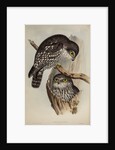 Winking owl by Henry Constantine Richter; Charles Joseph Hullmandel