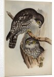 Winking owl by Henry Constantine Richter; Charles Joseph Hullmandel