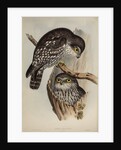 Winking owl by Henry Constantine Richter; Charles Joseph Hullmandel