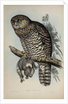 Powerful owl by Henry Constantine Richter; Charles Joseph Hullmandel
