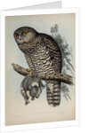 Powerful owl by Henry Constantine Richter; Charles Joseph Hullmandel