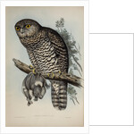 Powerful owl by Henry Constantine Richter; Charles Joseph Hullmandel