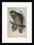 Powerful owl by Henry Constantine Richter; Charles Joseph Hullmandel