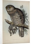 Powerful owl by Henry Constantine Richter; Charles Joseph Hullmandel