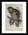 Powerful owl by Henry Constantine Richter; Charles Joseph Hullmandel