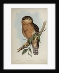 Rufous owl by Henry Constantine Richter; Hullmandel & Walton