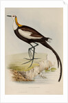 Pheasant-tailed jacana by Elizabeth Gould; Charles Joseph Hullmandel