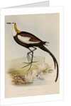 Pheasant-tailed jacana by Elizabeth Gould; Charles Joseph Hullmandel