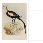Pheasant-tailed jacana by Elizabeth Gould; Charles Joseph Hullmandel