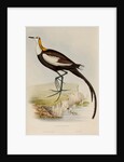 Pheasant-tailed jacana by Elizabeth Gould; Charles Joseph Hullmandel