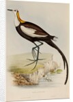 Pheasant-tailed jacana by Elizabeth Gould; Charles Joseph Hullmandel