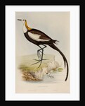 Pheasant-tailed jacana by Elizabeth Gould; Charles Joseph Hullmandel