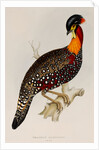 Western tragopan by Elizabeth Gould; Charles Joseph Hullmandel