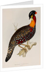 Western tragopan by Elizabeth Gould; Charles Joseph Hullmandel