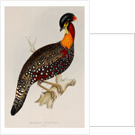 Western tragopan by Elizabeth Gould; Charles Joseph Hullmandel