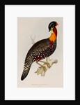 Western tragopan by Elizabeth Gould; Charles Joseph Hullmandel