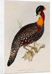 Western tragopan by Elizabeth Gould; Charles Joseph Hullmandel