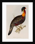 Western tragopan by Elizabeth Gould; Charles Joseph Hullmandel