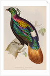 Himalayan monal by Elizabeth Gould; Charles Joseph Hullmandel