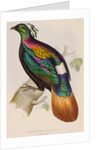 Himalayan monal by Elizabeth Gould; Charles Joseph Hullmandel
