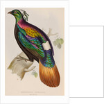Himalayan monal by Elizabeth Gould; Charles Joseph Hullmandel