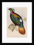 Himalayan monal by Elizabeth Gould; Charles Joseph Hullmandel