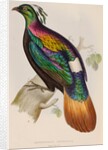 Himalayan monal by Elizabeth Gould; Charles Joseph Hullmandel