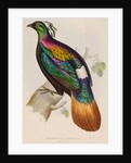 Himalayan monal by Elizabeth Gould; Charles Joseph Hullmandel