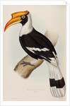 Great hornbill by Elizabeth Gould; Charles Joseph Hullmandel