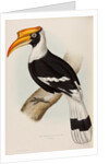 Great hornbill by Elizabeth Gould; Charles Joseph Hullmandel