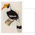 Great hornbill by Elizabeth Gould; Charles Joseph Hullmandel