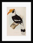 Great hornbill by Elizabeth Gould; Charles Joseph Hullmandel