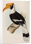Great hornbill by Elizabeth Gould; Charles Joseph Hullmandel