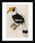 Great hornbill by Elizabeth Gould; Charles Joseph Hullmandel