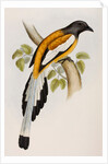 Rufous treepie by Elizabeth Gould; Charles Joseph Hullmandel