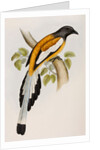 Rufous treepie by Elizabeth Gould; Charles Joseph Hullmandel