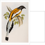 Rufous treepie by Elizabeth Gould; Charles Joseph Hullmandel