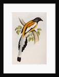Rufous treepie by Elizabeth Gould; Charles Joseph Hullmandel