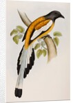 Rufous treepie by Elizabeth Gould; Charles Joseph Hullmandel