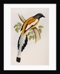 Rufous treepie by Elizabeth Gould; Charles Joseph Hullmandel