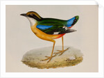 Indian pitta by Elizabeth Gould; Charles Joseph Hullmandel