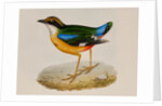 Indian pitta by Elizabeth Gould; Charles Joseph Hullmandel
