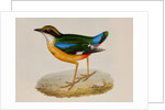 Indian pitta by Elizabeth Gould; Charles Joseph Hullmandel