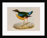 Indian pitta by Elizabeth Gould; Charles Joseph Hullmandel