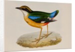 Indian pitta by Elizabeth Gould; Charles Joseph Hullmandel