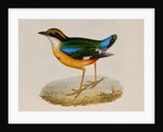 Indian pitta by Elizabeth Gould; Charles Joseph Hullmandel